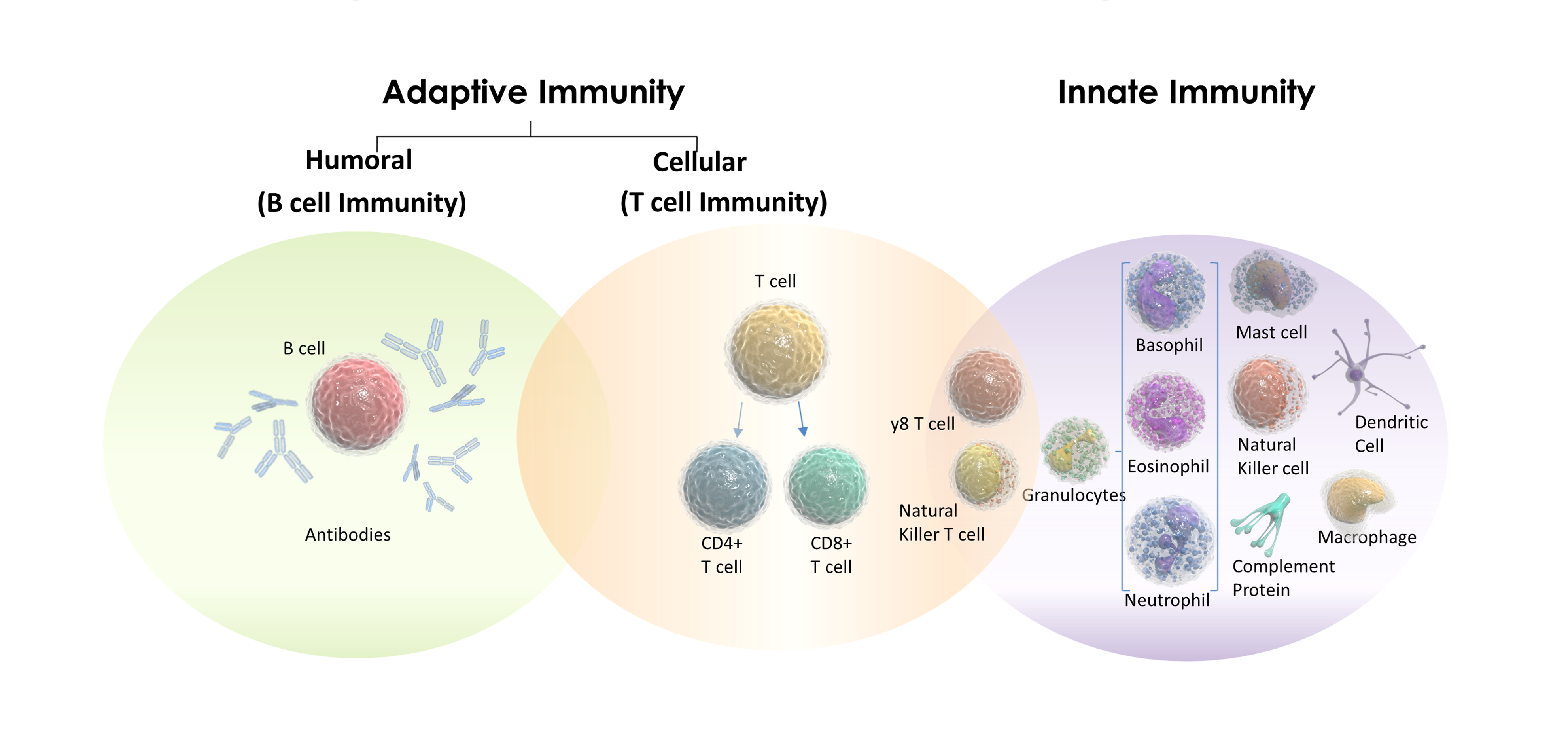 immunity-image_updated-for-web